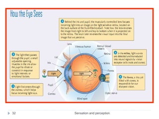 Sensation and perception32
 