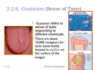 2.2.6. Gustation (Sense of Taste)
 Gustation refers to
sense of taste
responding to
different chemicals.
 There are about
10,000 receptors for
taste (taste buds),
located in papillae on
the surface of the
tongue.
Sensation and perception43
 