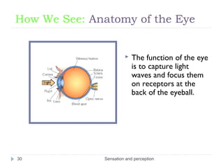 How We See: Anatomy of the Eye
 The function of the eye
is to capture light
waves and focus them
on receptors at the
back...