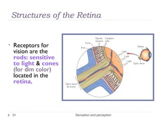 Structures of the Retina
• Receptors for
vision are the
rods: sensitive
to light & cones
(for dim color)
located in the
re...