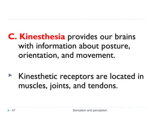 C. Kinesthesia provides our brains
with information about posture,
orientation, and movement.
 Kinesthetic receptors are ...