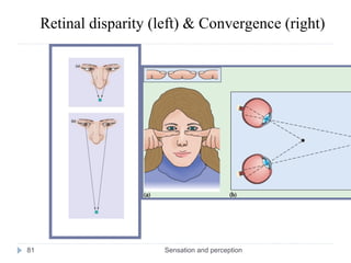 Sensation and perception81
Retinal disparity (left) & Convergence (right)
 