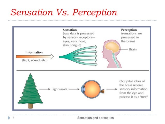 Examples Of Sensation And Perception