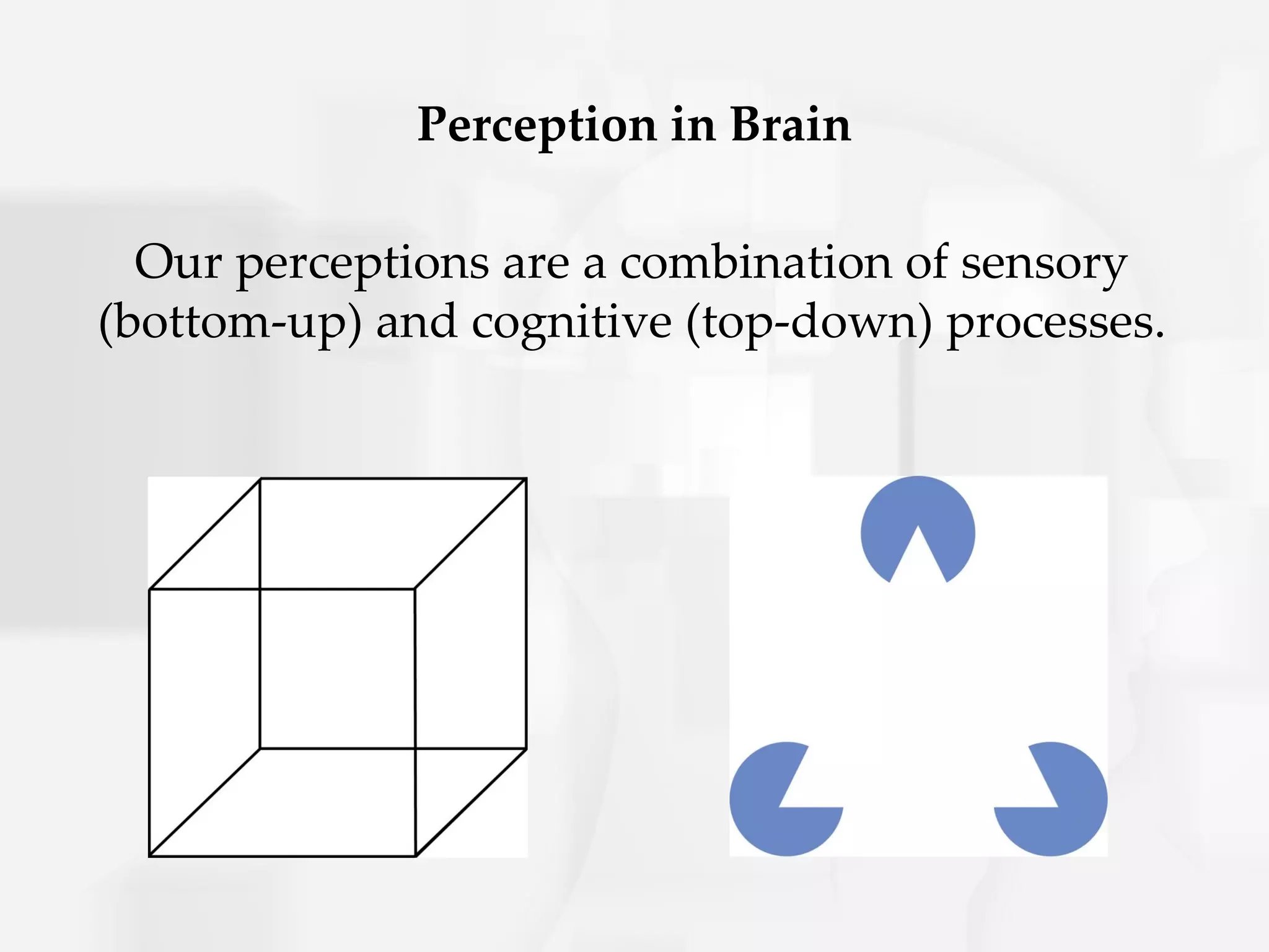Perception in Brain

  Our perceptions are a combination of sensory
(bottom-up) and cognitive (top-down) processes.
 