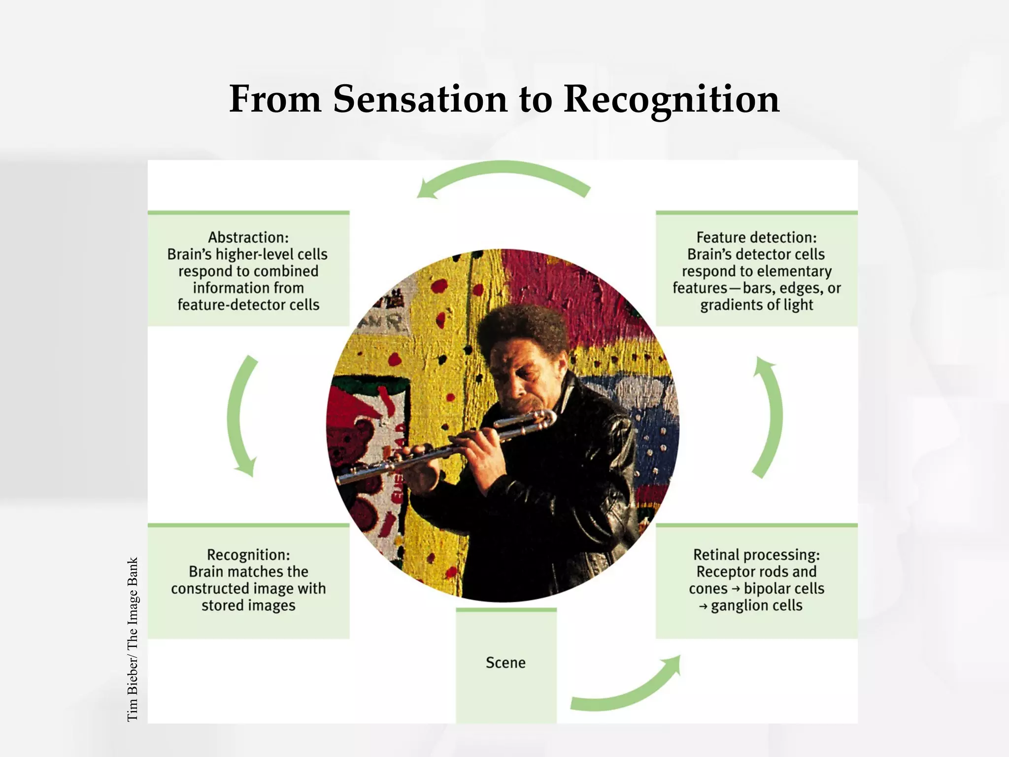 From Sensation to Recognition
Tim Bieber/ The Image Bank
 