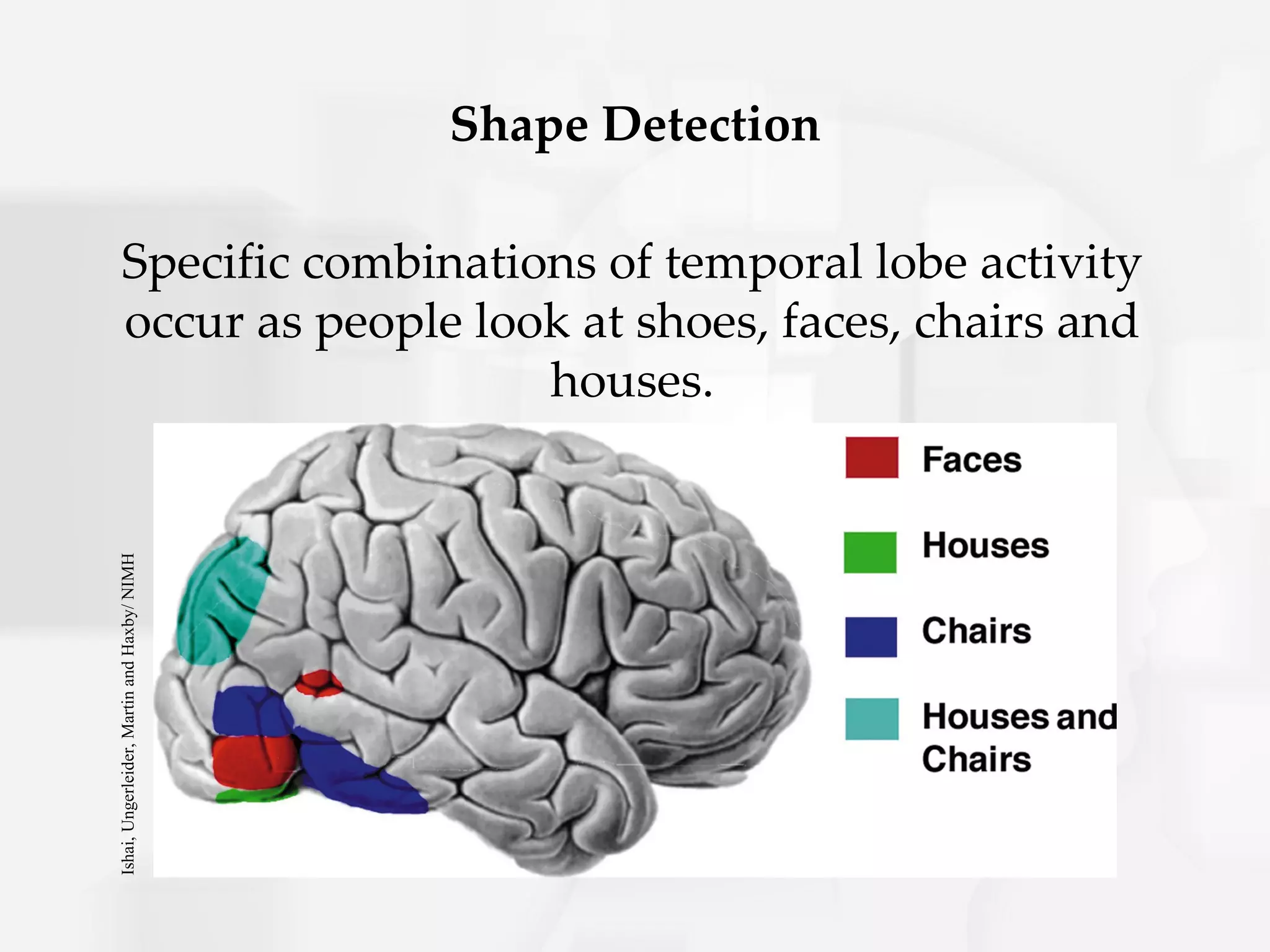 Shape Detection

        Specific combinations of temporal lobe activity
        occur as people look at shoes, faces, chairs and
                           houses.
Ishai, Ungerleider, Martin and Haxby/ NIMH
 