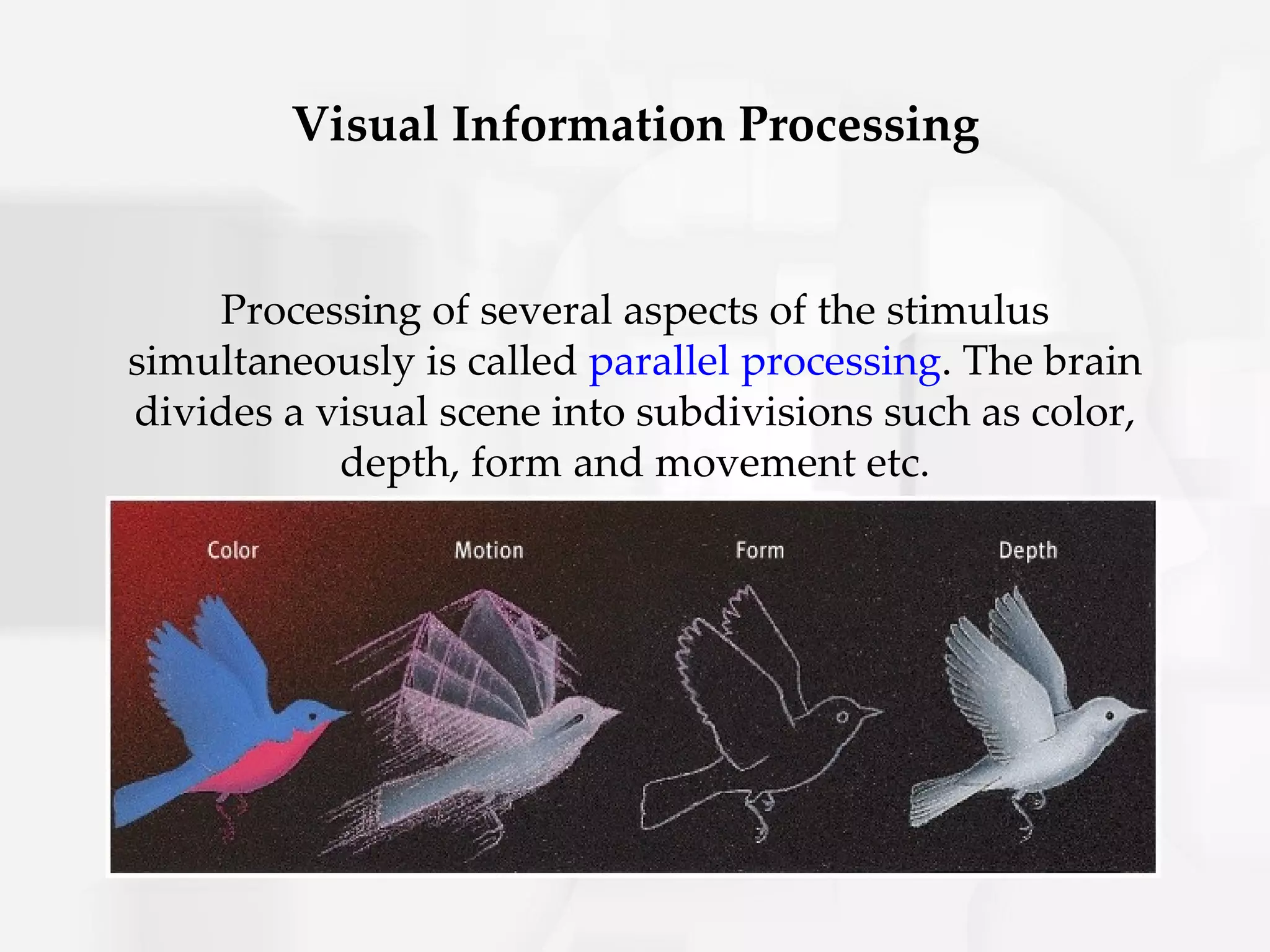Visual Information Processing


    Processing of several aspects of the stimulus
simultaneously is called parallel processing. The brain
divides a visual scene into subdivisions such as color,
           depth, form and movement etc.
 