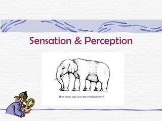 Sensation & Perception
 