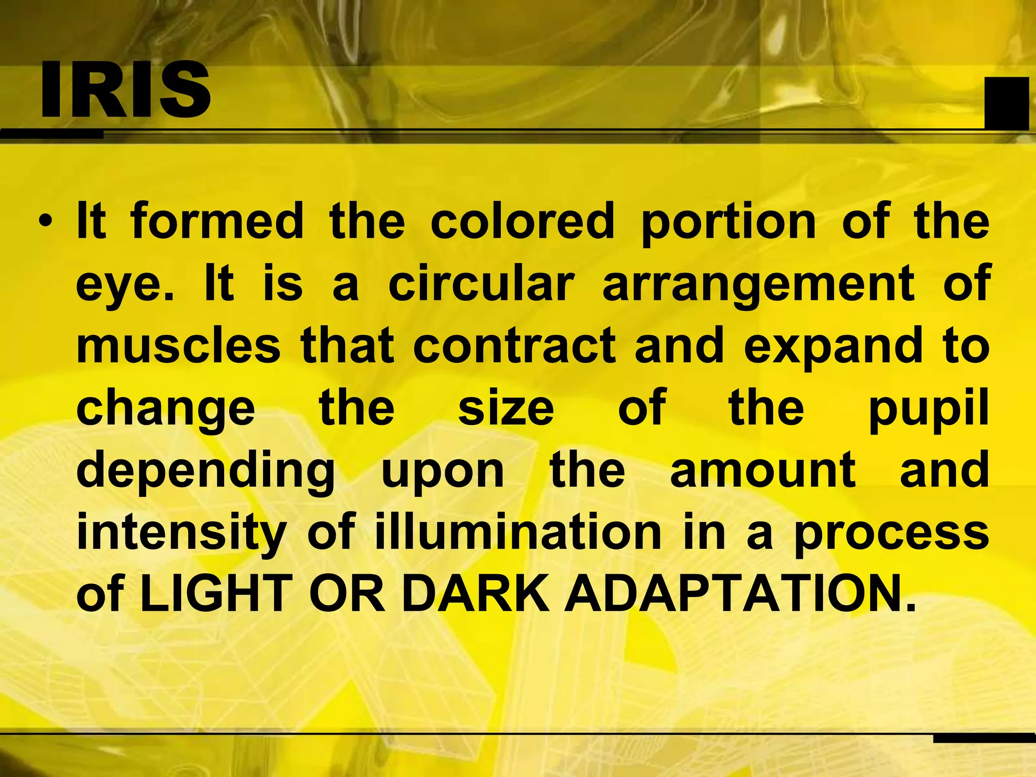 IRISIt formed the colored portion of the eye. It is a circular arrangement of muscles that contract and expand to change the size of the pupil depending upon the amount and intensity of illumination in a process of LIGHT OR DARK ADAPTATION.