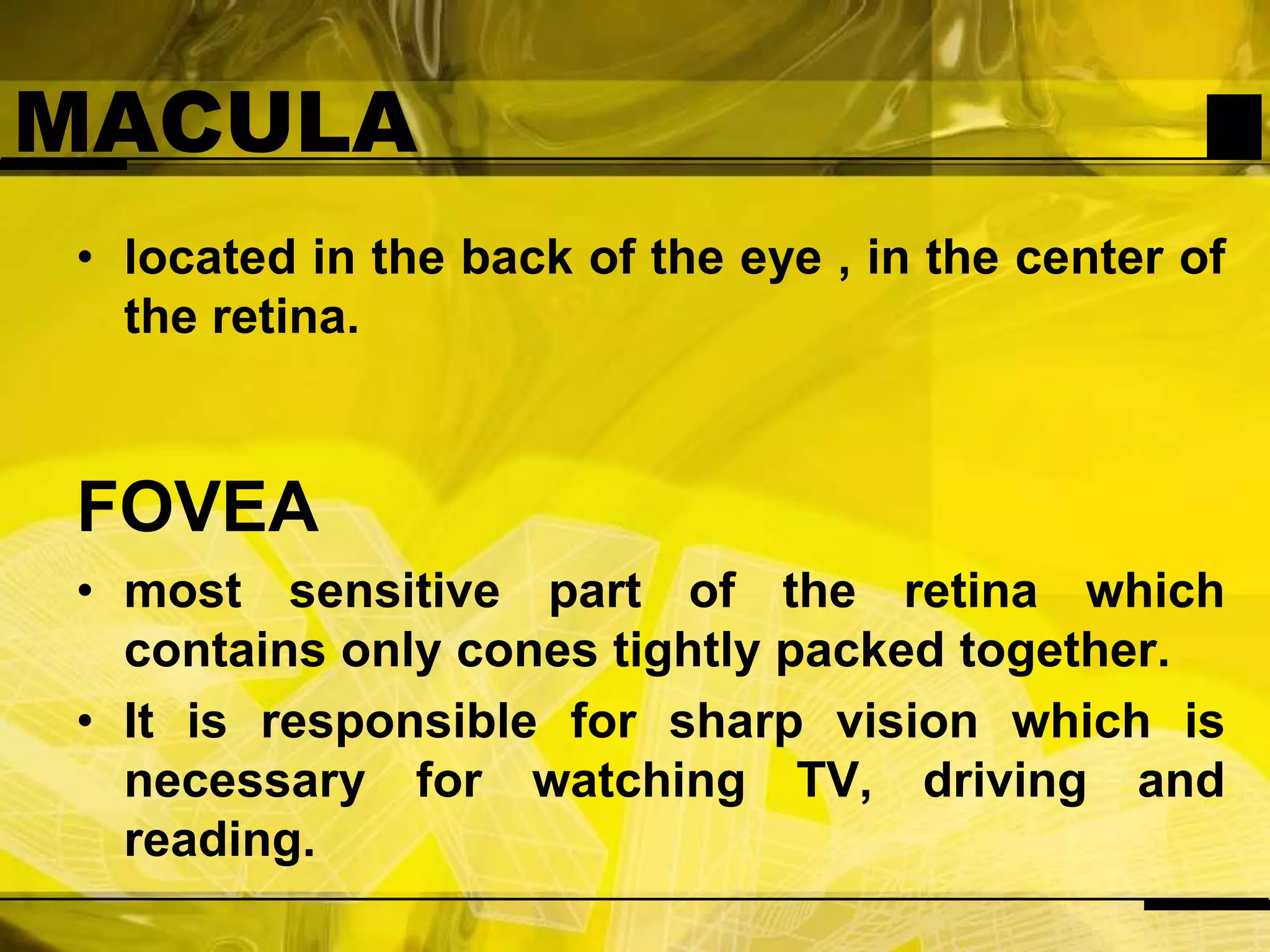 MACULAlocated in the back of the eye , in the center of the retina.FOVEAmost sensitive part of the retina which contains only cones tightly packed together.It is responsible for sharp vision which is necessary for watching TV, driving and reading.