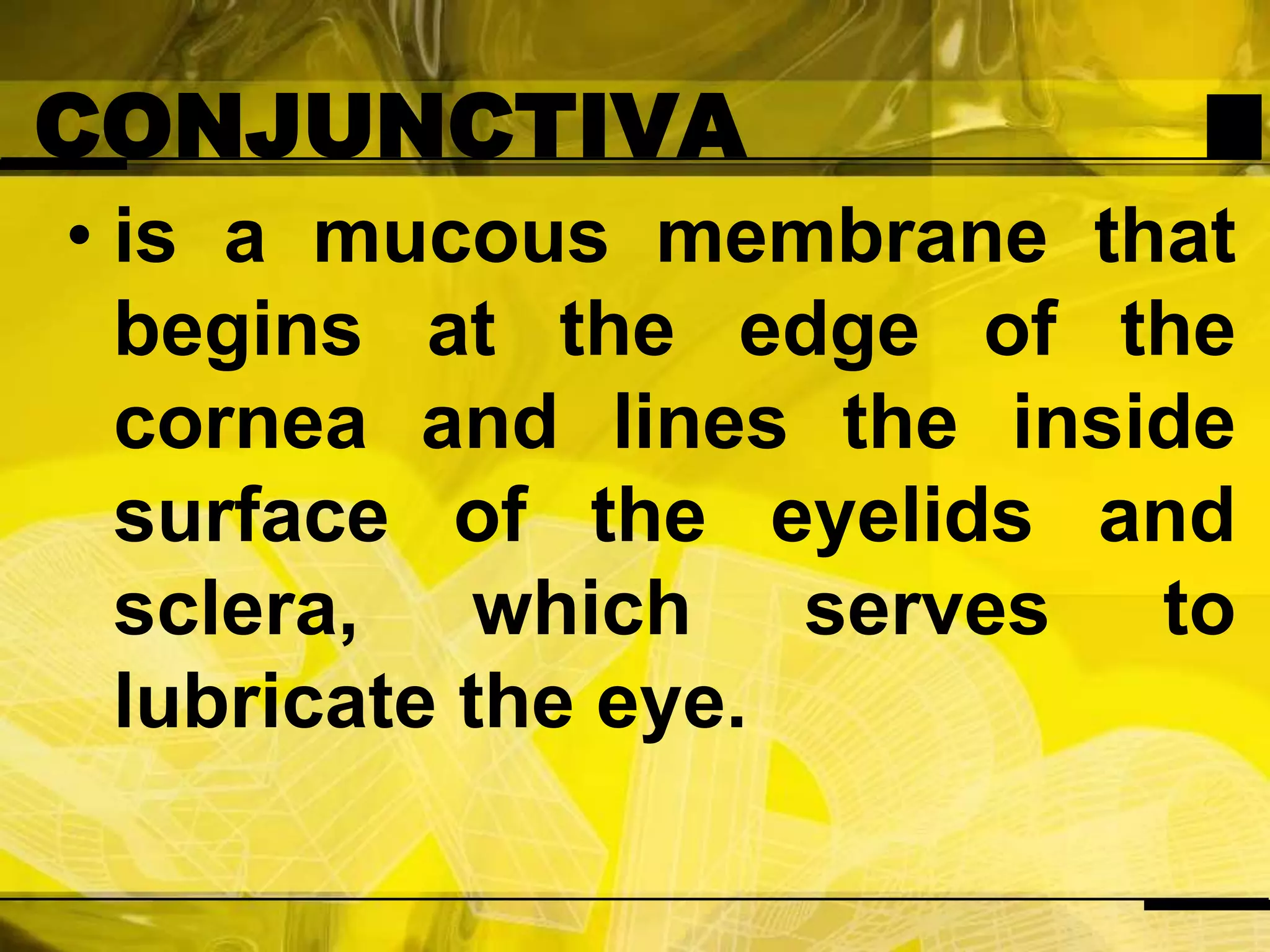 CONJUNCTIVAis a mucous membrane that begins at the edge of the cornea and lines the inside surface of the eyelids and sclera, which serves to lubricate the eye.