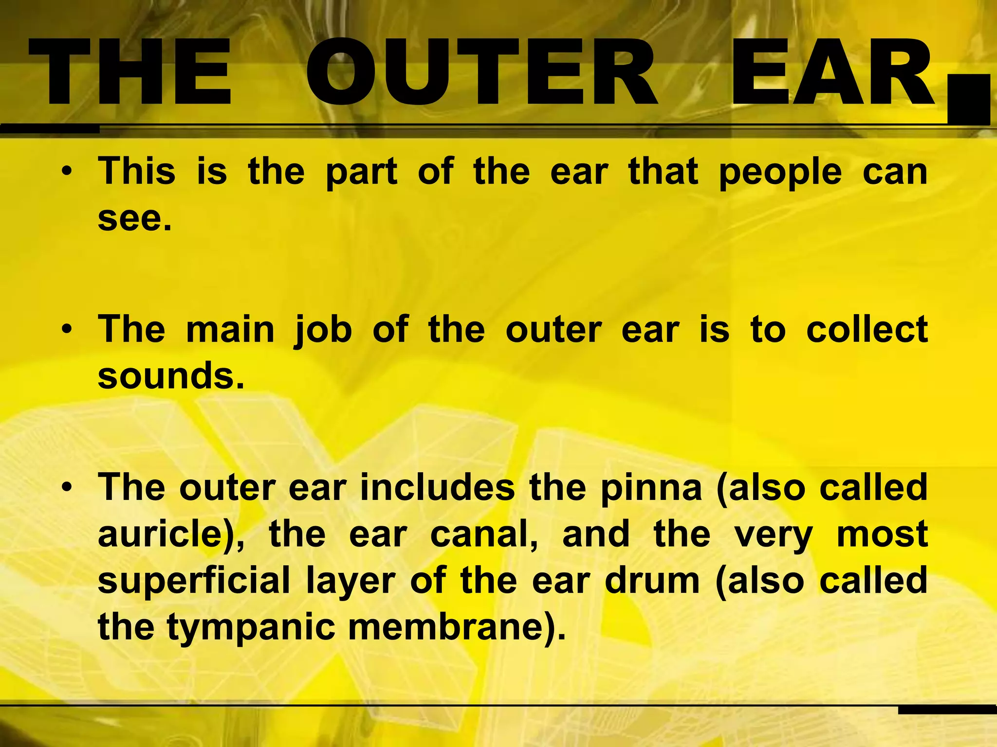 THE OUTER EAR This is the part of the ear that people can see.The main job of the outer ear is to collect sounds.The outer ear includes the pinna (also called auricle), the ear canal, and the very most superficial layer of the ear drum (also called the tympanic membrane).