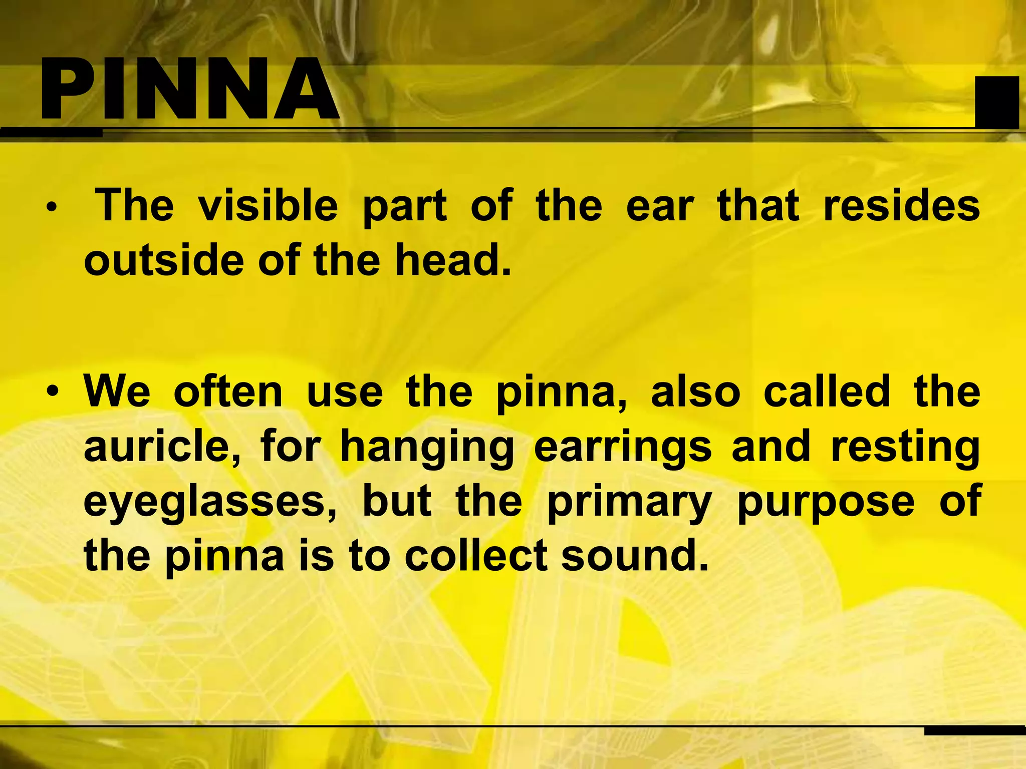PINNAThe visible part of the ear that resides outside of the head.We often use the pinna, also called the auricle, for hanging earrings and resting eyeglasses, but the primary purpose of the pinna is to collect sound.