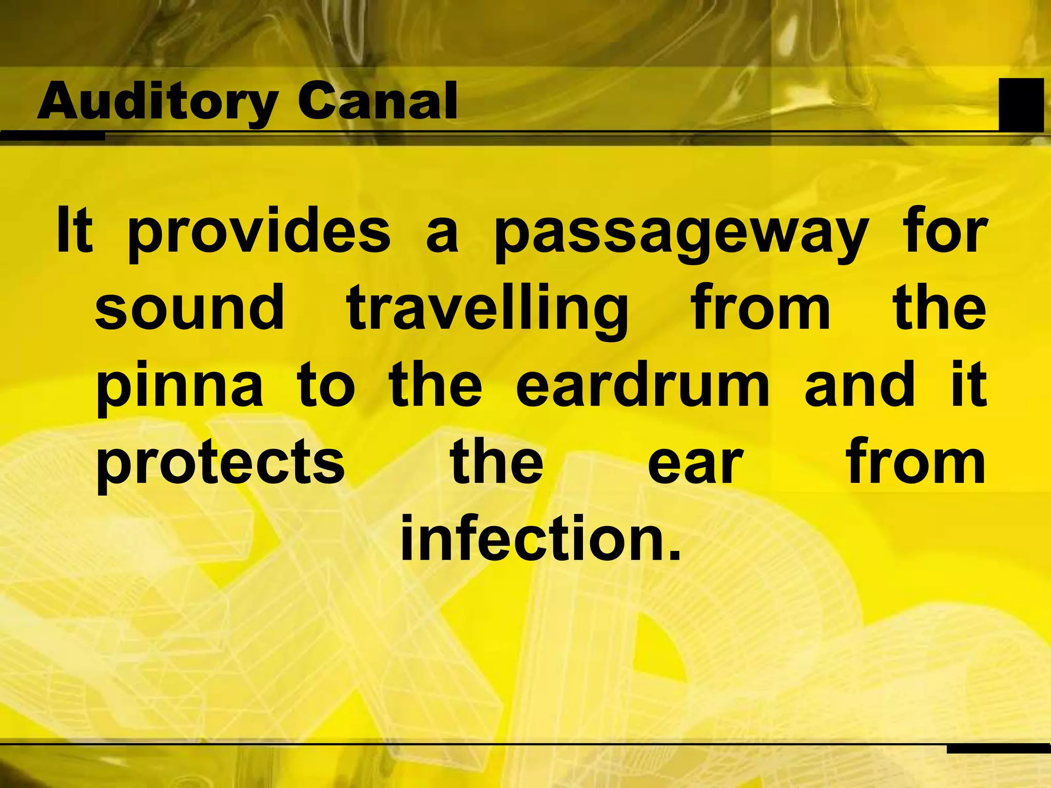 Auditory CanalIt provides a passageway for sound travelling from the pinna to the eardrum and it protects the ear from infection. 