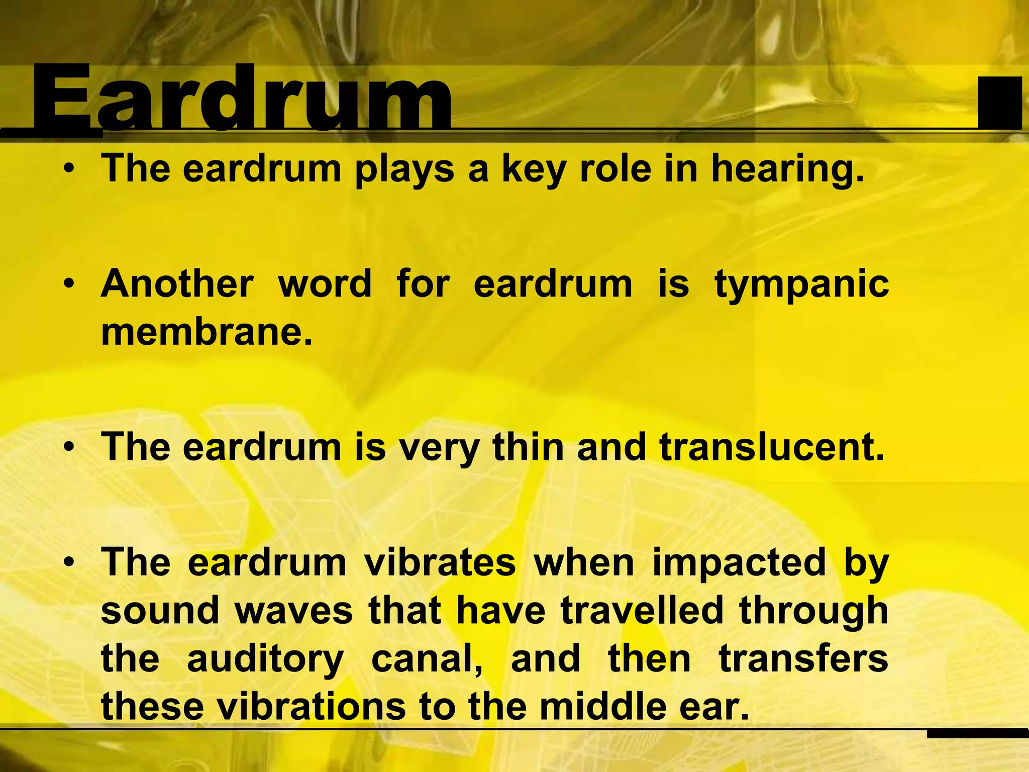 EardrumThe eardrum plays a key role in hearing.Another word for eardrum is tympanic membrane.The eardrum is very thin and translucent.The eardrum vibrates when impacted by sound waves that have travelled through the auditory canal, and then transfers these vibrations to the middle ear.
