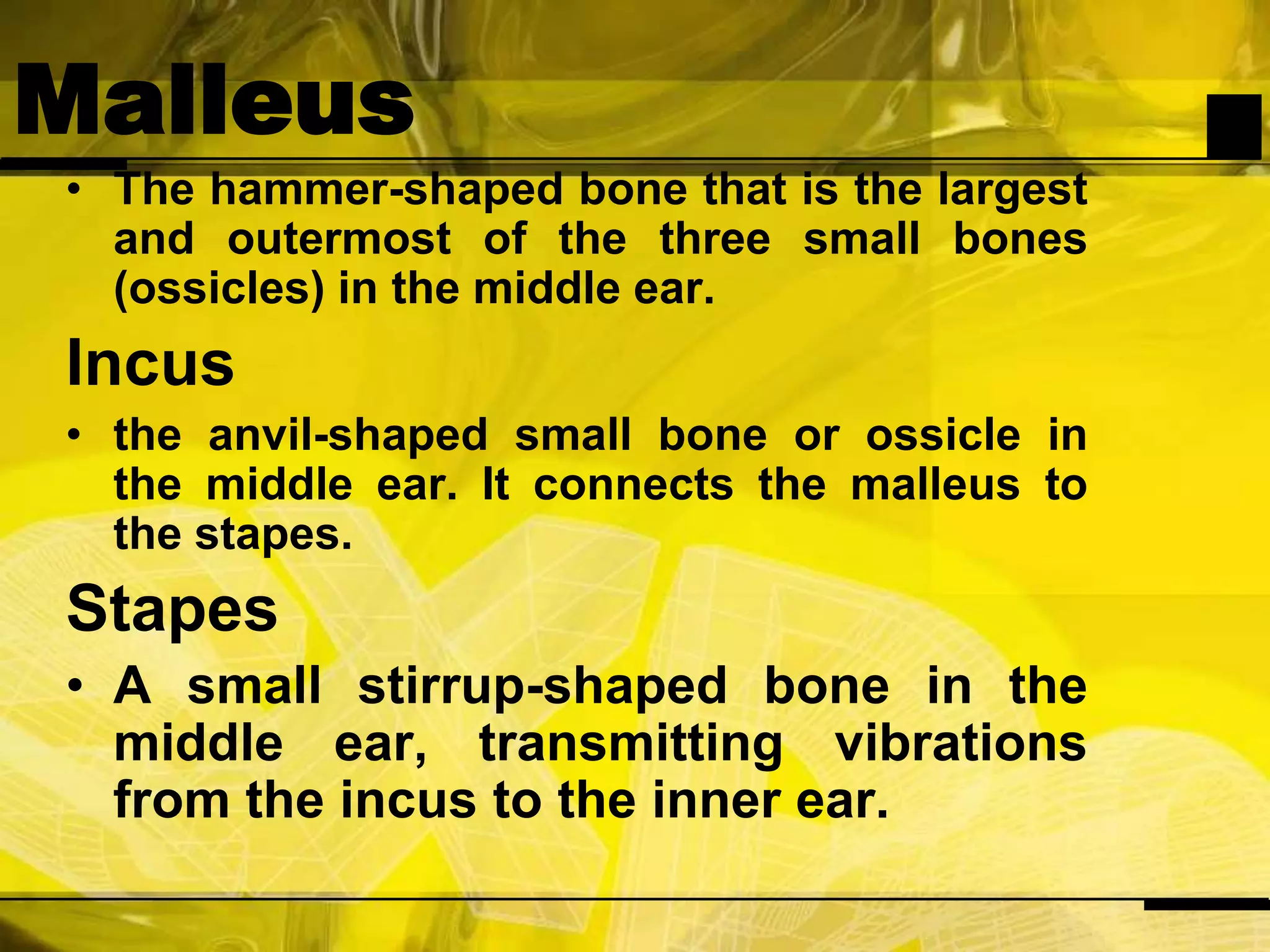 MalleusThe hammer-shaped bone that is the largest and outermost of the three small bones (ossicles) in the middle ear.Incusthe anvil-shaped small bone or ossicle in the middle ear. It connects the malleus to the stapes.StapesA small stirrup-shaped bone in the middle ear, transmitting vibrations from the incus to the inner ear.