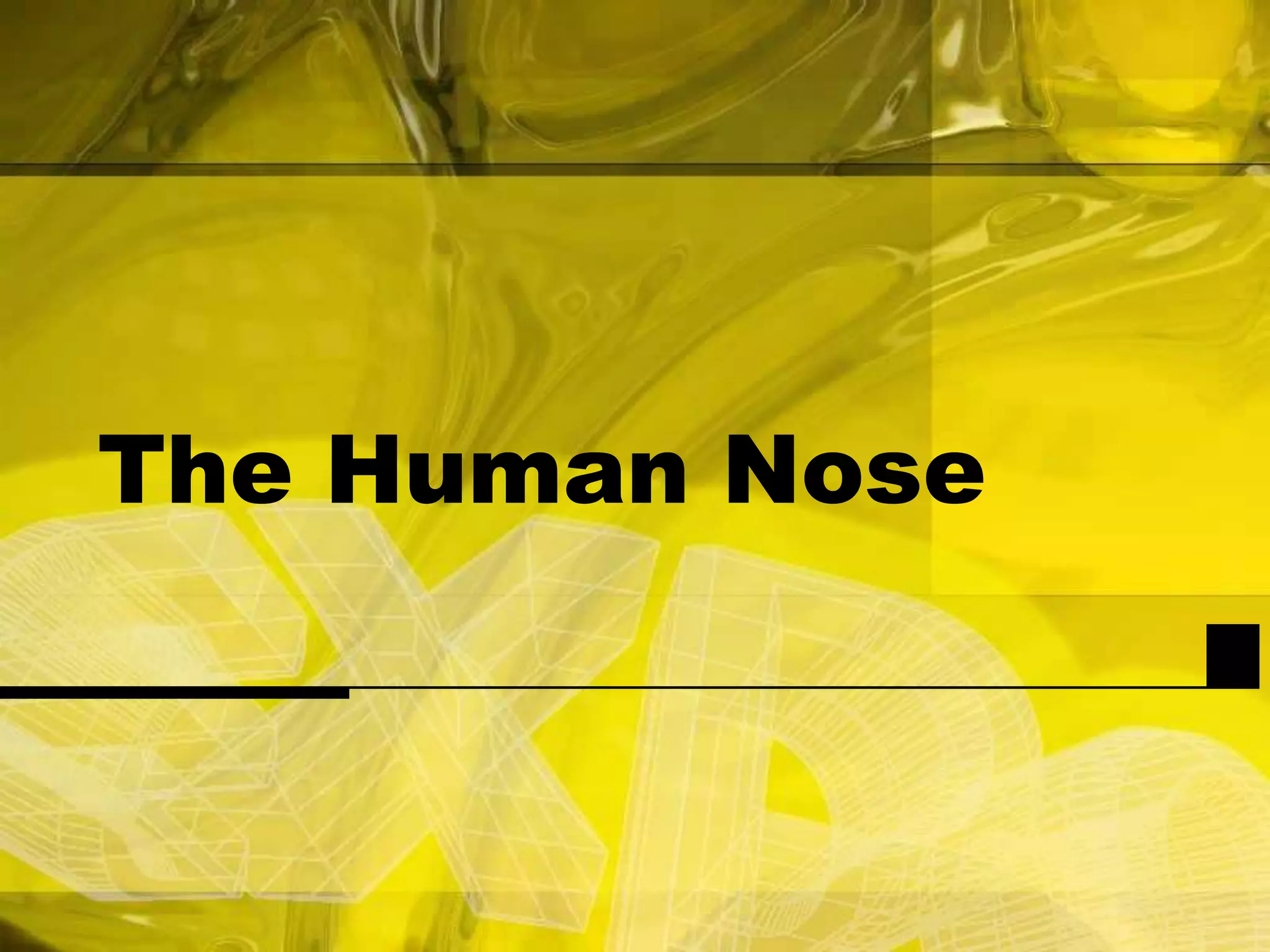 The Human Nose