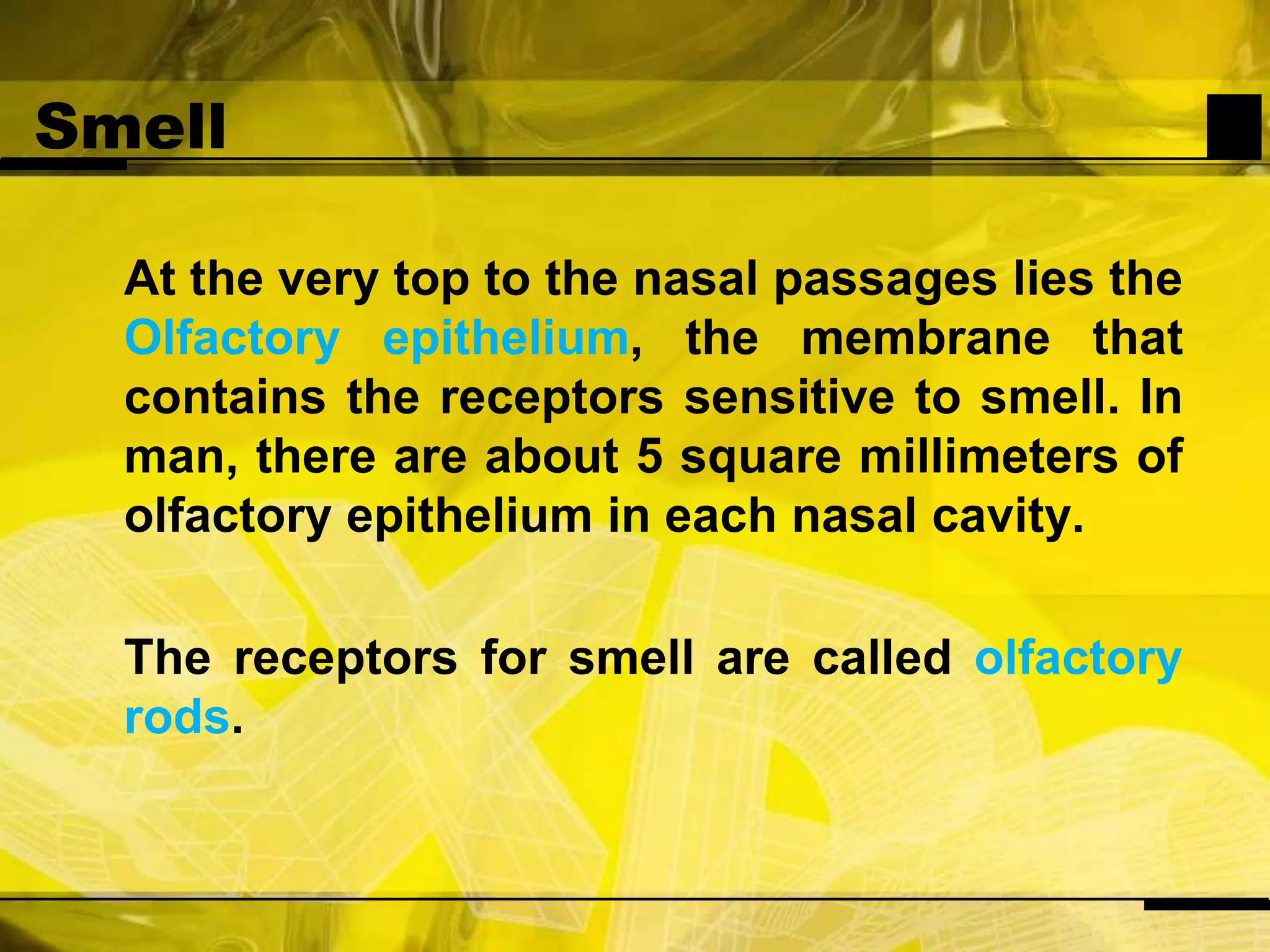 Smell	At the very top to the nasal passages lies the Olfactory epithelium,the membrane that contains the receptors sensitive to smell. In man, there are about 5 square millimeters of olfactory epithelium in each nasal cavity. 	The receptors for smell are called olfactory rods. 