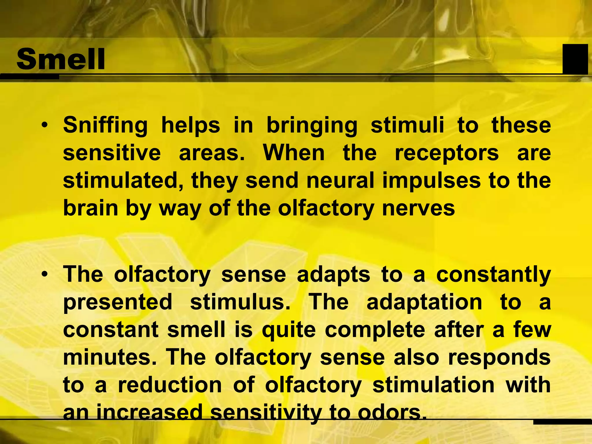 SmellSniffing helps in bringing stimuli to these sensitive areas. When the receptors are stimulated, they send neural impulses to the brain by way of the olfactory nervesThe olfactory sense adapts to a constantly presented stimulus. The adaptation to a constant smell is quite complete after a few minutes. The olfactory sense also responds to a reduction of olfactory stimulation with an increased sensitivity to odors.