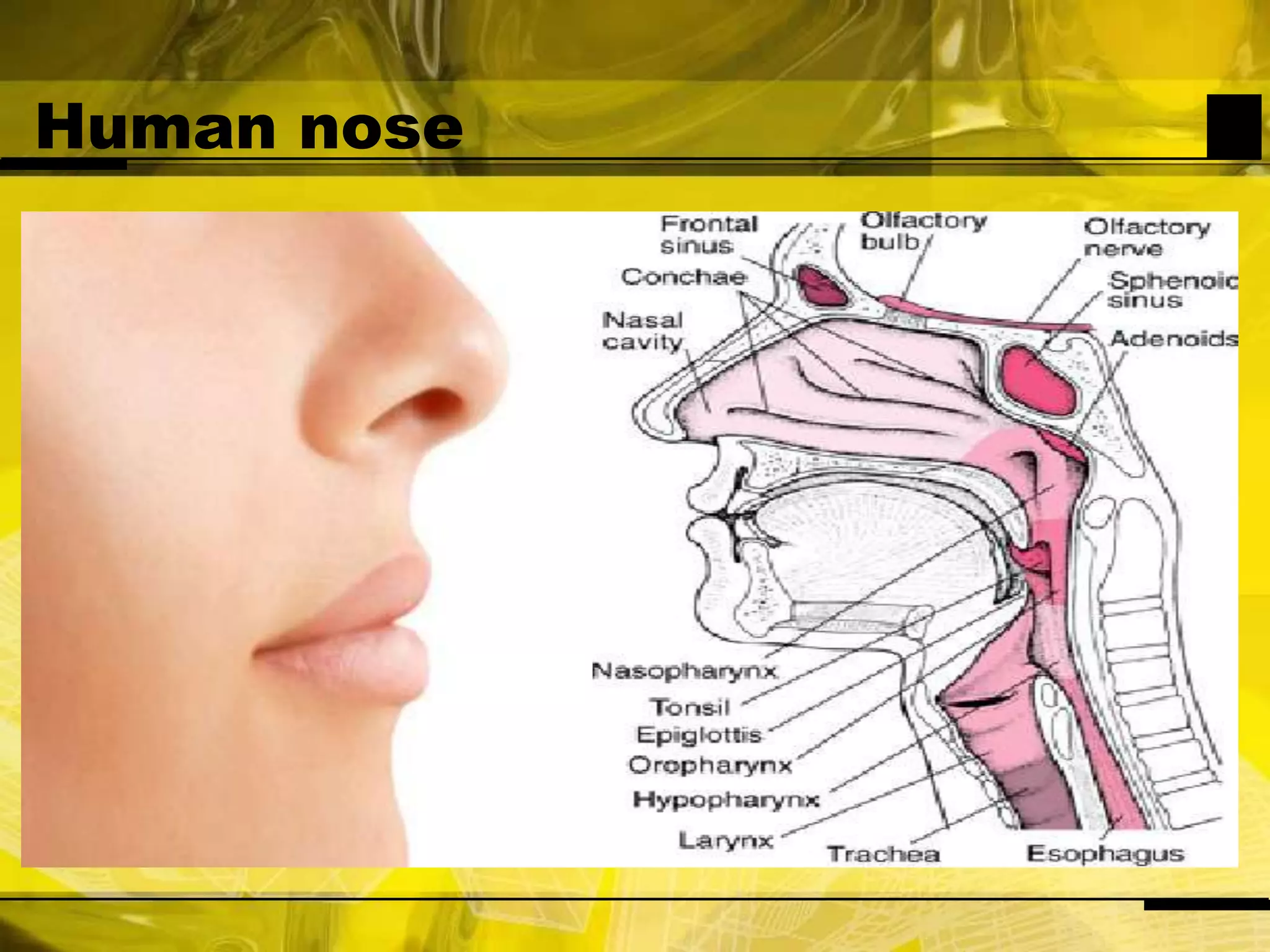 Human nose