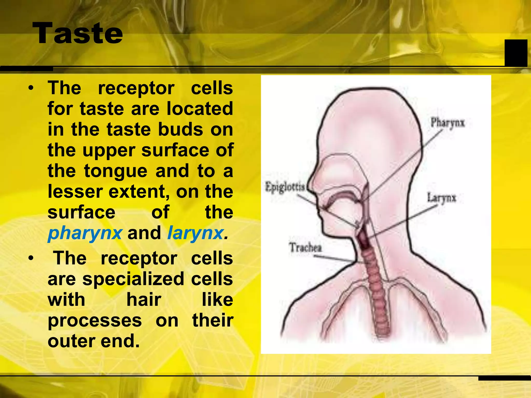 TasteThe receptor cells for taste are located in the taste buds on the upper surface of the tongue and to a lesser extent, on the surface of the pharynx and larynx. The receptor cells are specialized cells with hair like processes on their outer end.