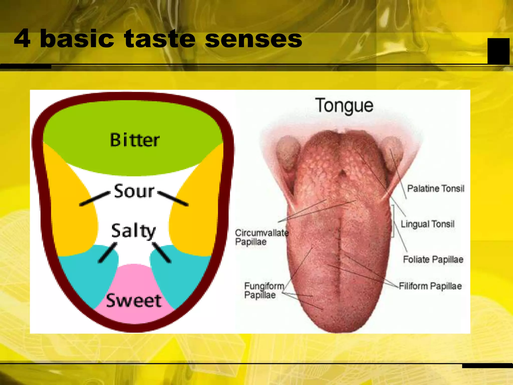 4 basic taste senses