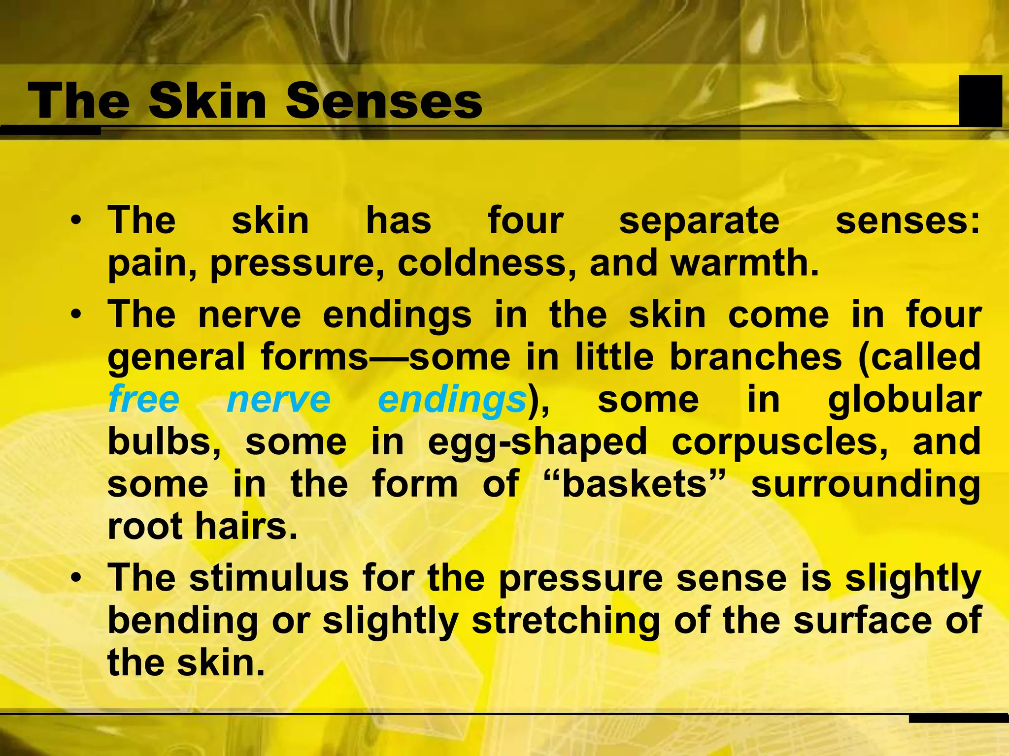The Skin SensesThe skin has four separate senses: pain, pressure, coldness, and warmth. The nerve endings in the skin come in four general forms—some in little branches (called free nerve endings), some in globular bulbs, some in egg-shaped corpuscles, and some in the form of “baskets” surrounding root hairs.The stimulus for the pressure sense is slightly bending or slightly stretching of the surface of the skin.