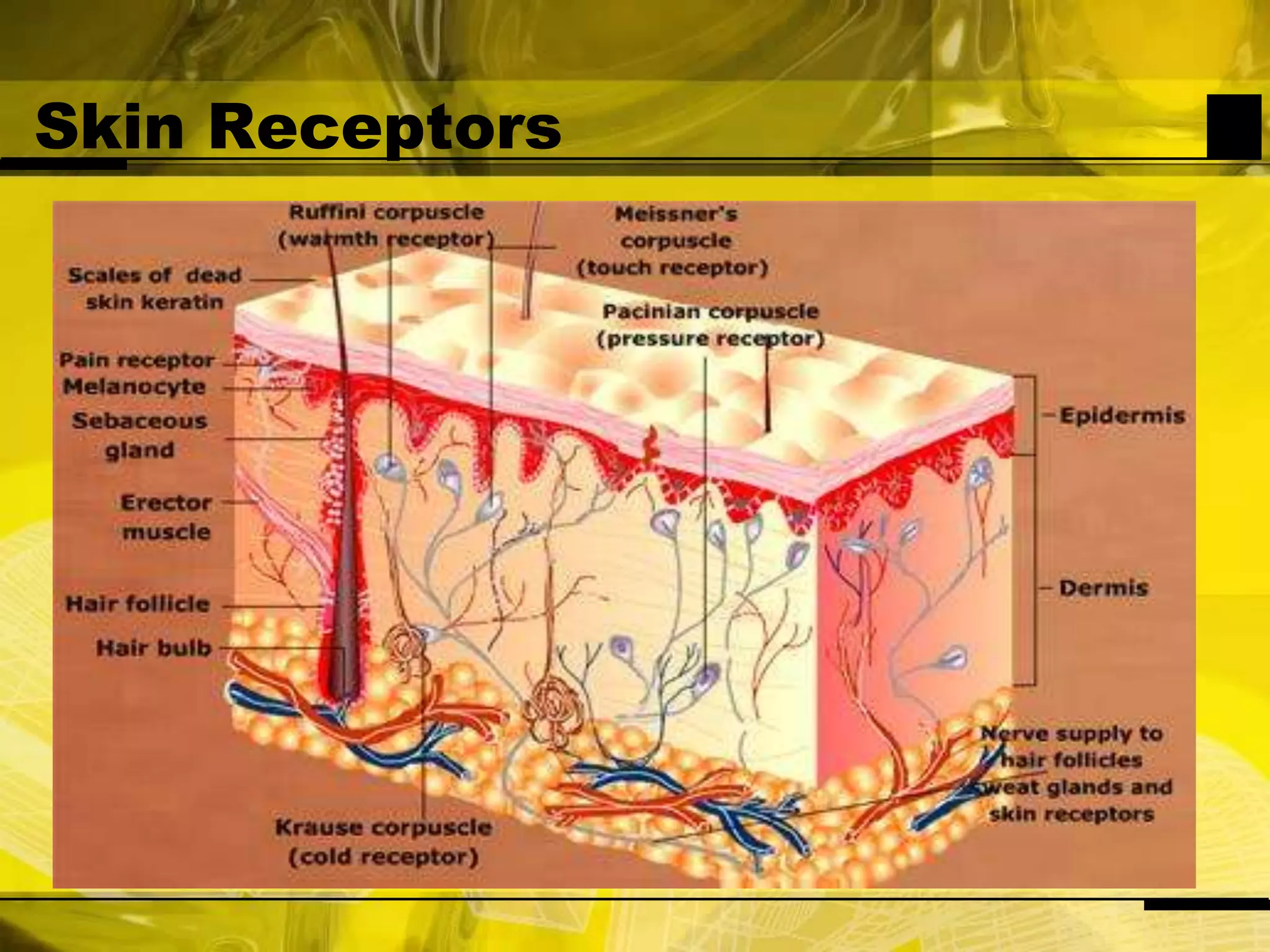 Skin Receptors