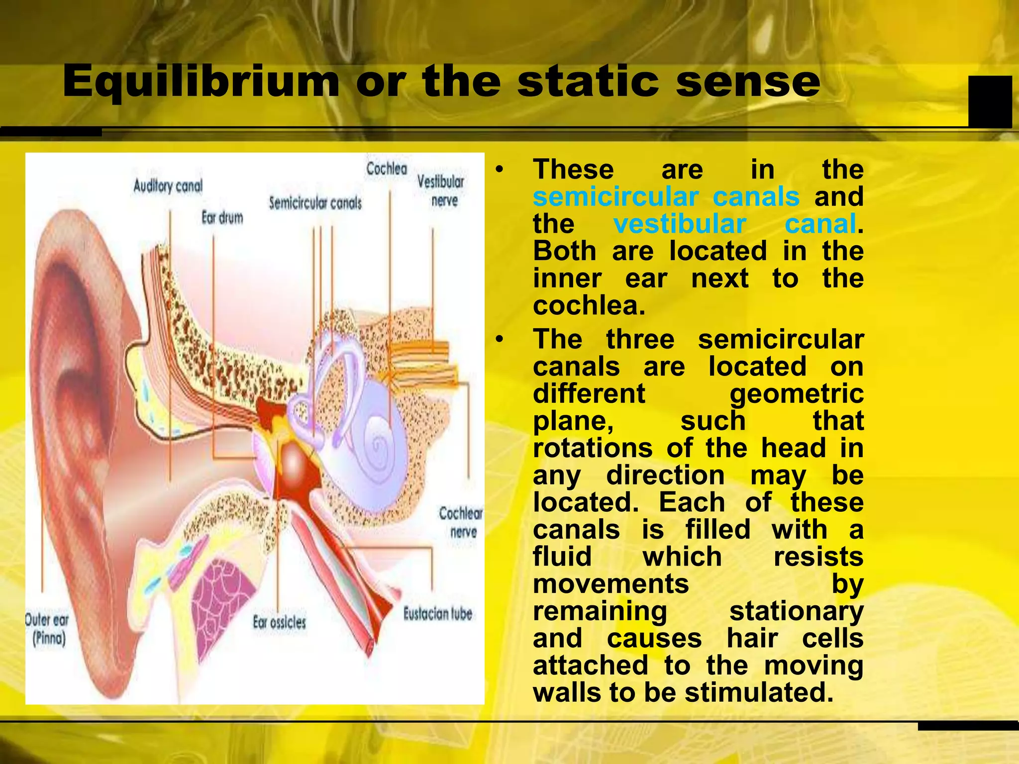 Equilibrium or the static senseThese are in the semicircular canals and the vestibular canal. Both are located in the inner ear next to the cochlea. The three semicircular canals are located on different geometric plane, such that rotations of the head in any direction may be located. Each of these canals is filled with a fluid which resists movements by remaining stationary and causes hair cells attached to the moving walls to be stimulated.