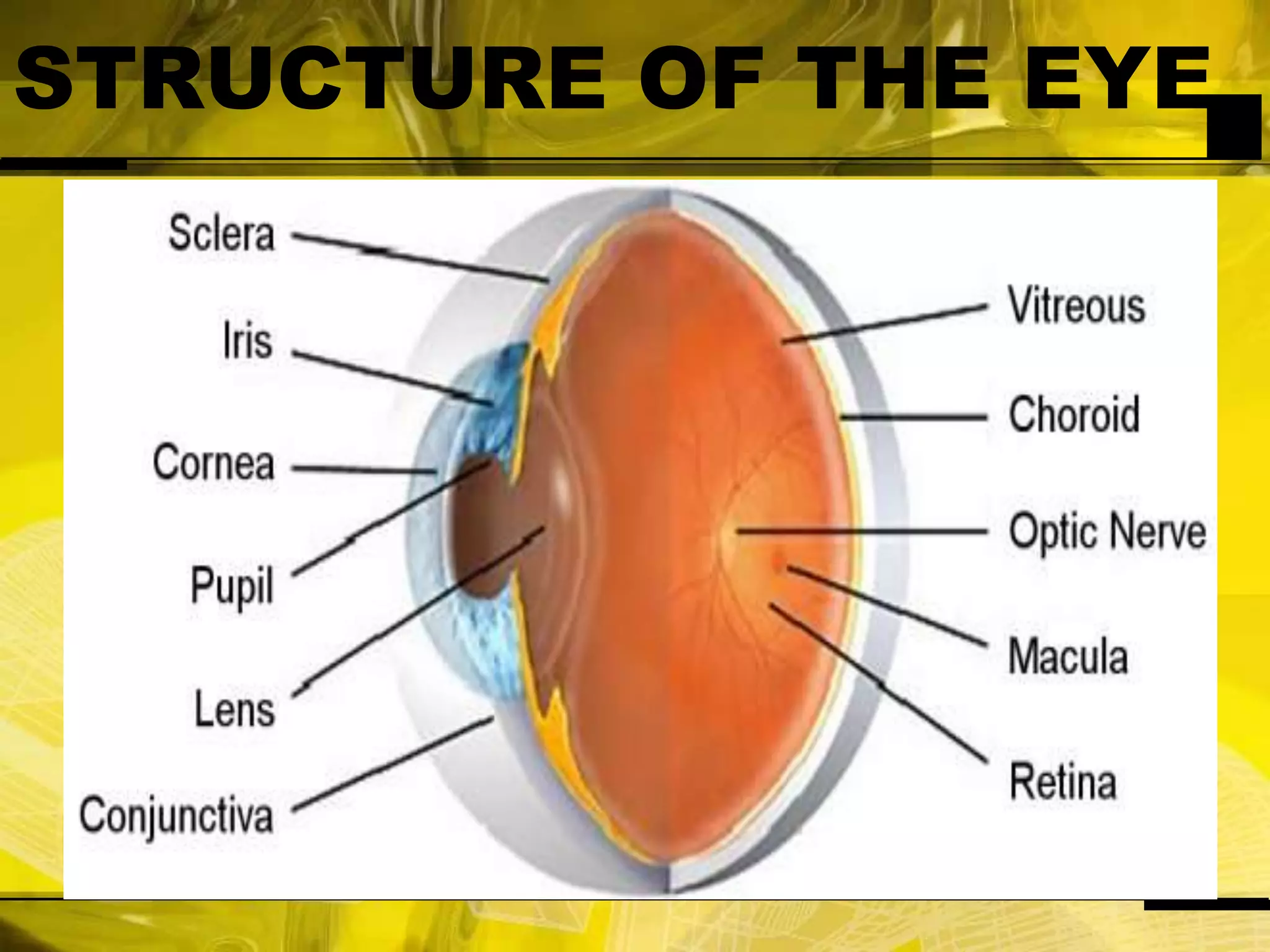 STRUCTURE OF THE EYE