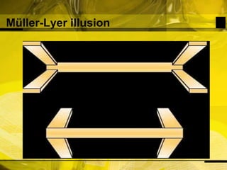 Müller-Lyer illusion