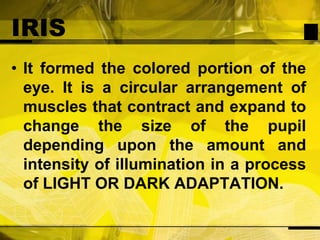 IRISIt formed the colored portion of the eye. It is a circular arrangement of muscles that contract and expand to change the size of the pupil depending upon the amount and intensity of illumination in a process of LIGHT OR DARK ADAPTATION.