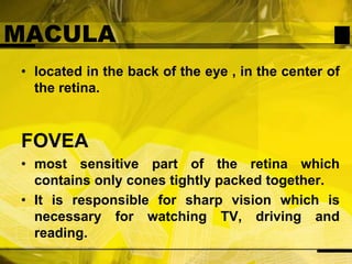 MACULAlocated in the back of the eye , in the center of the retina.FOVEAmost sensitive part of the retina which contains only cones tightly packed together.It is responsible for sharp vision which is necessary for watching TV, driving and reading.