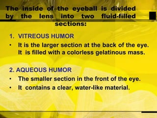 The inside of the eyeball is divided by the lens into two fluid-filled sections:VITREOUS HUMORIt is the larger section at the back of the eye. It  is filled with a colorless gelatinous mass.2. AQUEOUS HUMORThe smaller section in the front of the eye.It  contains a clear, water-like material.