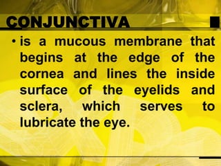 CONJUNCTIVAis a mucous membrane that begins at the edge of the cornea and lines the inside surface of the eyelids and sclera, which serves to lubricate the eye.