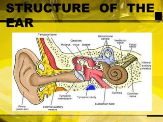 STRUCTURE OF THE EAR