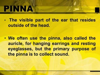 PINNAThe visible part of the ear that resides outside of the head.We often use the pinna, also called the auricle, for hanging earrings and resting eyeglasses, but the primary purpose of the pinna is to collect sound.