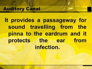 Auditory CanalIt provides a passageway for sound travelling from the pinna to the eardrum and it protects the ear from infection. 