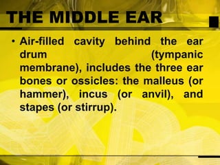 THE MIDDLE EARAir-filled cavity behind the ear drum (tympanic membrane), includes the three ear bones or ossicles: the malleus (or hammer), incus (or anvil), and stapes (or stirrup).