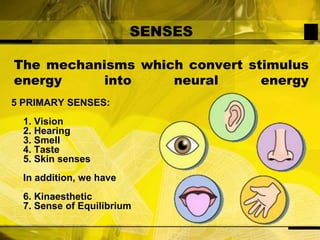 SENSESThe mechanisms which convert stimulus energy into neural energy5 PRIMARY SENSES:1. Vision2. Hearing3. Smell4. Taste5. Skin sensesIn addition, we have6. Kinaesthetic7. Sense of Equilibrium