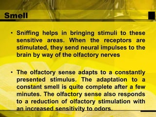 SmellSniffing helps in bringing stimuli to these sensitive areas. When the receptors are stimulated, they send neural impulses to the brain by way of the olfactory nervesThe olfactory sense adapts to a constantly presented stimulus. The adaptation to a constant smell is quite complete after a few minutes. The olfactory sense also responds to a reduction of olfactory stimulation with an increased sensitivity to odors.
