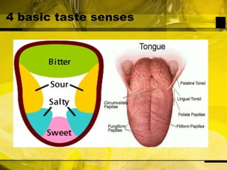 4 basic taste senses
