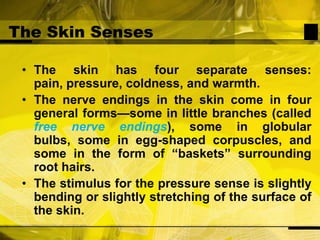 The Skin SensesThe skin has four separate senses: pain, pressure, coldness, and warmth. The nerve endings in the skin come in four general forms—some in little branches (called free nerve endings), some in globular bulbs, some in egg-shaped corpuscles, and some in the form of “baskets” surrounding root hairs.The stimulus for the pressure sense is slightly bending or slightly stretching of the surface of the skin.