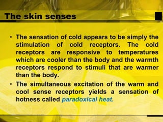 The skin sensesThe sensation of cold appears to be simply the stimulation of cold receptors. The cold receptors are responsive to temperatures which are cooler than the body and the warmth receptors respond to stimuli that are warmer than the body. The simultaneous excitation of the warm and cool sense receptors yields a sensation of hotness called paradoxical heat.