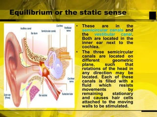 Equilibrium or the static senseThese are in the semicircular canals and the vestibular canal. Both are located in the inner ear next to the cochlea. The three semicircular canals are located on different geometric plane, such that rotations of the head in any direction may be located. Each of these canals is filled with a fluid which resists movements by remaining stationary and causes hair cells attached to the moving walls to be stimulated.