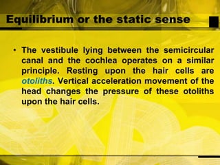 Equilibrium or the static senseThe vestibule lying between the semicircular canal and the cochlea operates on a similar principle. Resting upon the hair cells are otoliths. Vertical acceleration movement of the head changes the pressure of these otoliths upon the hair cells.