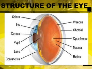 STRUCTURE OF THE EYE