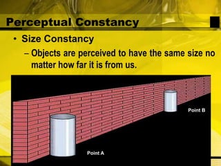 Perceptual ConstancyPoint BPoint ASize ConstancyObjects are perceived to have the same size no matter how far it is from us.
