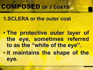 COMPOSED OF 3 COATS:1.SCLERA or the outer coatThe protective outer layer of the eye, sometimes referred to as the “white of the eye”.it maintains the shape of the eye.