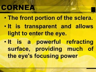 CORNEAThe front portion of the sclera.It is transparent and allows light to enter the eye.It is a powerful refracting surface, providing much of the eye's focusing power